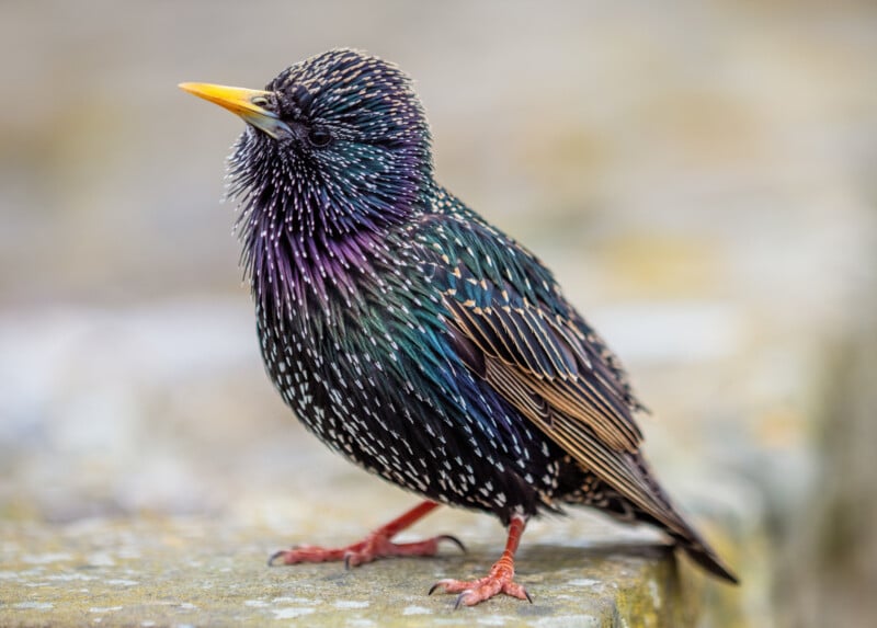 A European starling with iridescent black and green feathers, speckled with white spots, stands on a concrete surface. Its yellow beak and reddish legs are visible. The background is softly blurred.