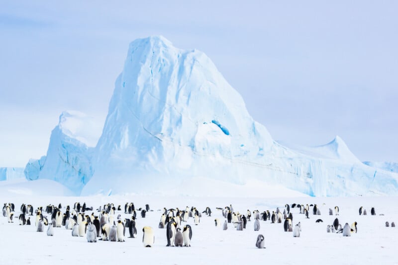 A large group of emperor penguins, including adults and chicks, gather on snowy ground in front of a towering blue iceberg under a pale sky in Antarctica.