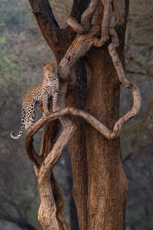 A leopard stands alert on twisted tree branches, blending into the rugged bark as it gazes ahead in a forest setting with soft, muted light.