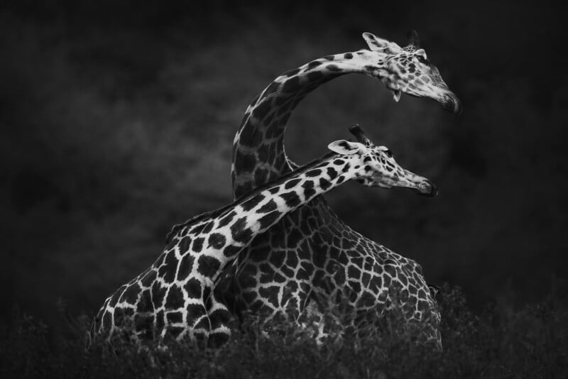 Two giraffes intertwine their long necks in a gentle, graceful pose against a dark, blurred background. The black and white image highlights their distinctive spotted patterns.
