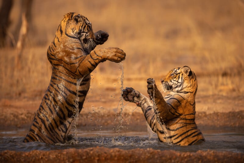 Two Bengal tigers playfully splash water at each other while standing face to face in a shallow muddy pool, surrounded by dry grass and a sunlit natural setting.