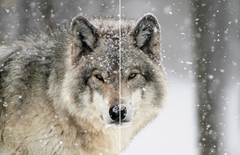 A close-up of a wolf in falling snow, with the image split down the middle to show two different color tones or filters on each side of its face and fur.