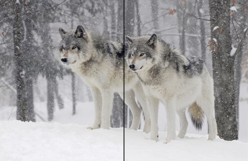 Two gray wolves stand in a snowy forest as snow falls around them. The image is divided vertically down the middle, showing a slight difference in brightness and contrast between the left and right sides.