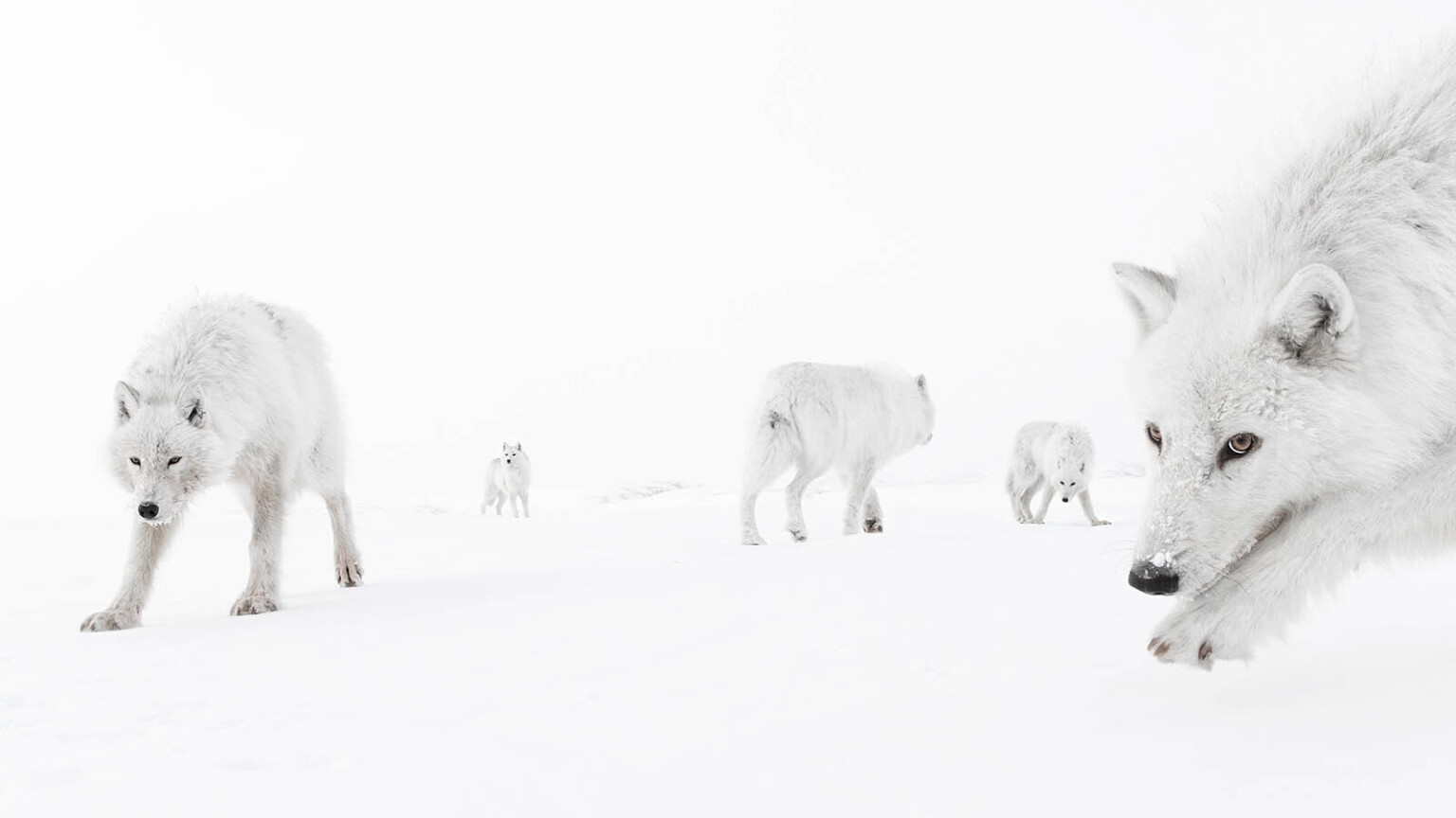 15 Breathtaking Photos From the 61st Wildlife Photographer of the Year ...