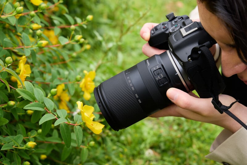 A person uses a DSLR camera to take a close-up photo of yellow flowers and green leaves in a garden.
