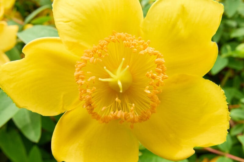 Close-up of a bright yellow flower with five petals and numerous orange stamens surrounding a central pistil, set against a background of green leaves.