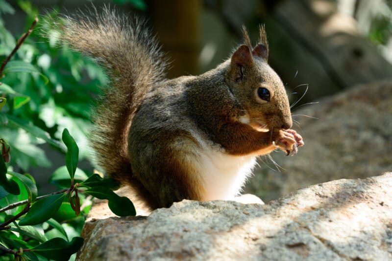 A brown squirrel sits on a sunlit rock, holding food in its front paws, with green leaves and blurred natural background.
