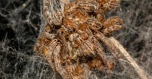 A close-up view of a cluster of small brown spiderlings grouped together on a dense web with a dark, blurry background.
