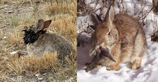 Two wild rabbits are shown: the left one in dry grass with a mass of black spiky objects on its face, and the right one in snow with a dark mass hanging from its mouth. Both rabbits appear alert.
