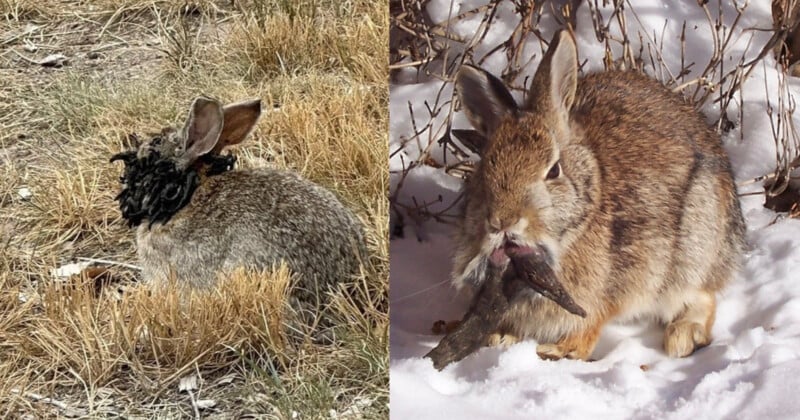 Two wild rabbits are shown: the left one in dry grass with a mass of black spiky objects on its face, and the right one in snow with a dark mass hanging from its mouth. Both rabbits appear alert.