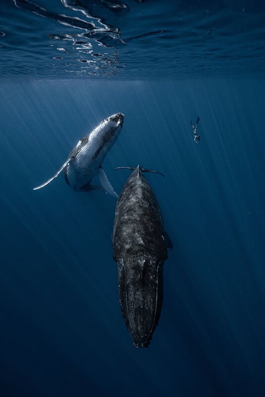 Underwater view of two humpback whales swimming near the surface, with a diver floating above them in the distance. Sunlight streams through the deep blue water, illuminating the scene.