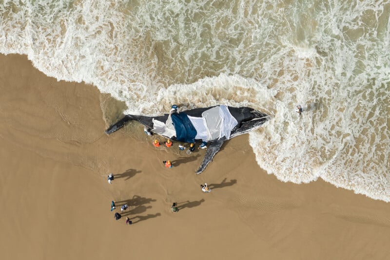 Aerial view of people gathered around a large whale stranded on a sandy beach at the edge of the ocean, partially covered with tarps as waves reach its body.