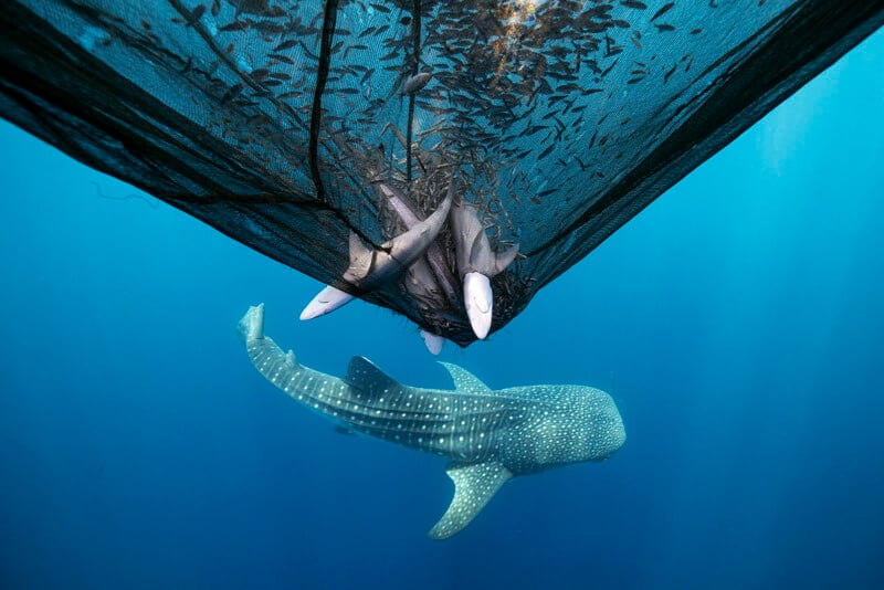 A whale shark swims near a fishing net filled with trapped fish and several small sharks, set in clear blue ocean water.