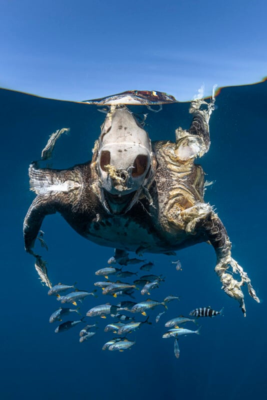 A sea turtle carcass floats at the water’s surface, partially decomposed, surrounded by small fish swimming nearby under a clear blue sky.