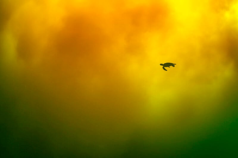 A silhouette of a sea turtle swims against a vibrant, yellow-orange and green gradient background, creating a dramatic and surreal atmosphere.