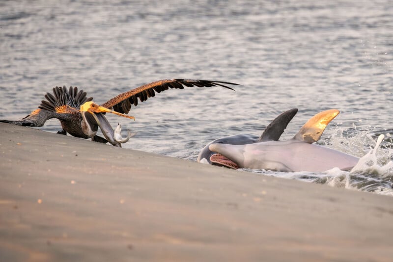 A brown pelican grabs a fish on a sandy shore while two dolphins surface nearby in shallow water, one with its mouth open, as gentle waves ripple in the background.