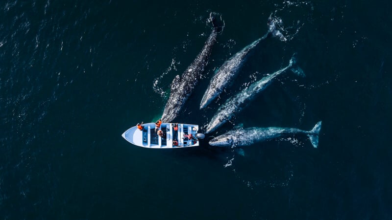 Aerial view of three large gray whales swimming next to a small boat with several people on board, in deep blue ocean water. The people appear to be observing and interacting with the whales.