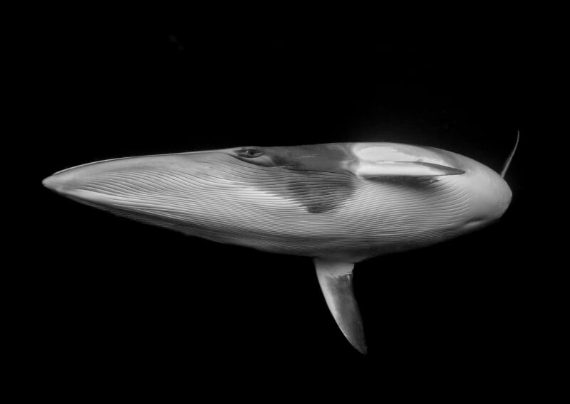 A black-and-white underwater photo of a minke whale swimming gracefully against a dark background, showcasing its streamlined body and pleated throat grooves.