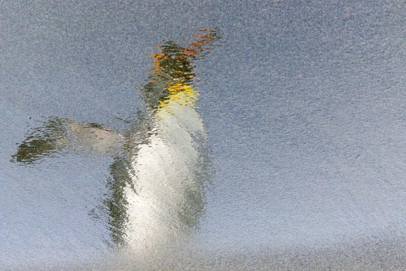A distorted reflection of a standing penguin with yellow and orange markings is visible on a rippled water surface under a clear sky.