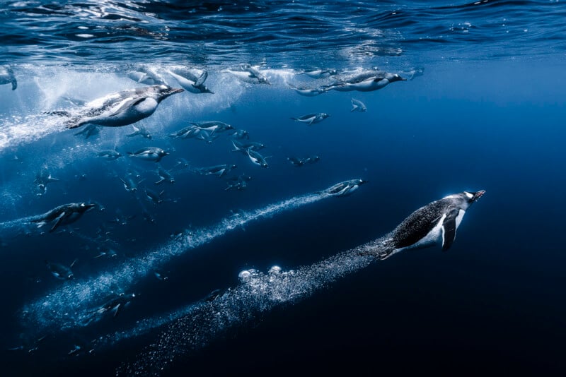 A group of penguins swim swiftly underwater, leaving trails of bubbles behind them in the deep blue ocean. One penguin is in the foreground, moving ahead of the others.