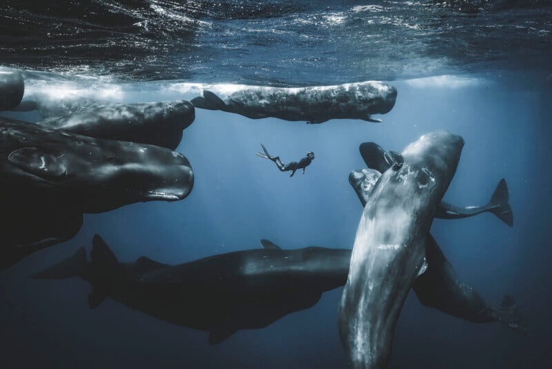 A freediver swims underwater in close proximity to a group of large sperm whales, surrounded by deep blue ocean light.