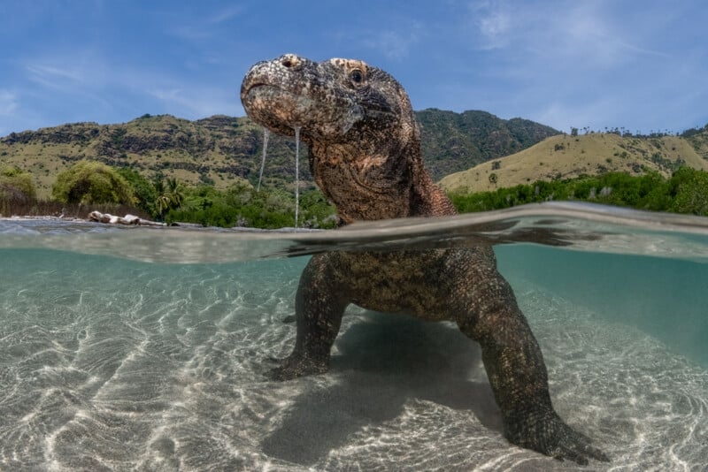 A Komodo dragon wades in shallow, clear water with its head above the surface, drool hanging from its mouth. Green hills and a blue sky are visible in the background.