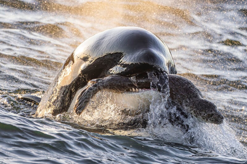 A killer whale surfaces with a seal in its mouth, water splashing around as sunlight reflects off the whale's wet skin.