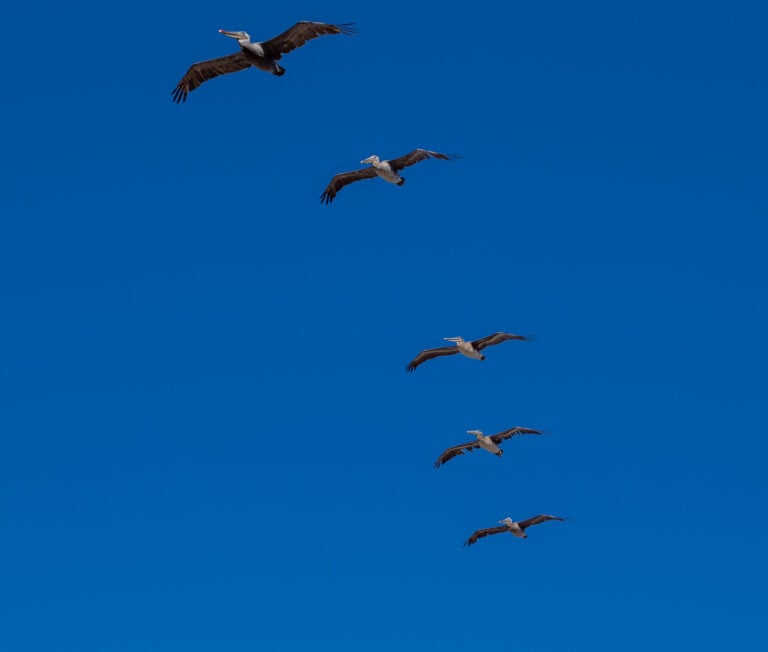 Six pelicans fly in a V-formation against a clear blue sky.