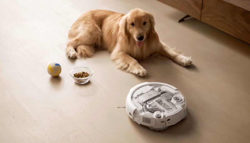 A golden retriever lies on a light wood floor next to a yellow and blue ball, a bowl of dog food, and a robotic vacuum cleaner. The dog looks relaxed and content.