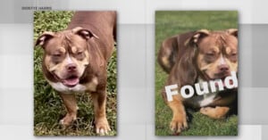 dog owner scammedmissing dog