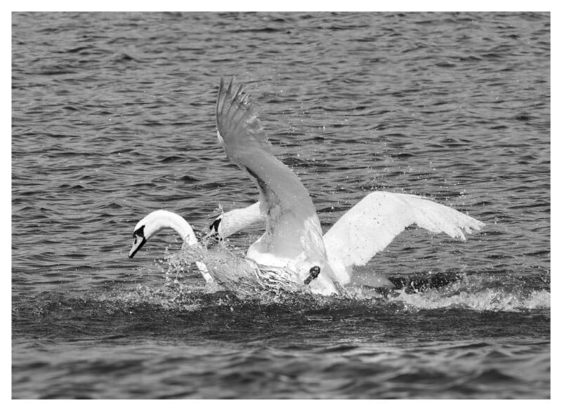 Dos cisnes baten sus alas, provocando ondas y gotas en el agua. La imagen es en blanco y negro y captura el movimiento y la energía de los pájaros en el lago.