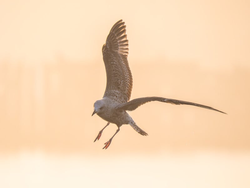 A seagull with outstretched wings is flying in soft, golden light with a blurred, hazy background.