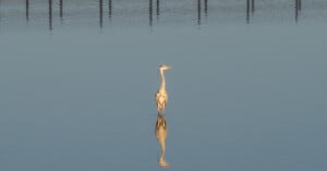 A heron stands alone in still, shallow water, its reflection clearly visible. The calm blue water and distant row of posts create a peaceful, serene atmosphere.