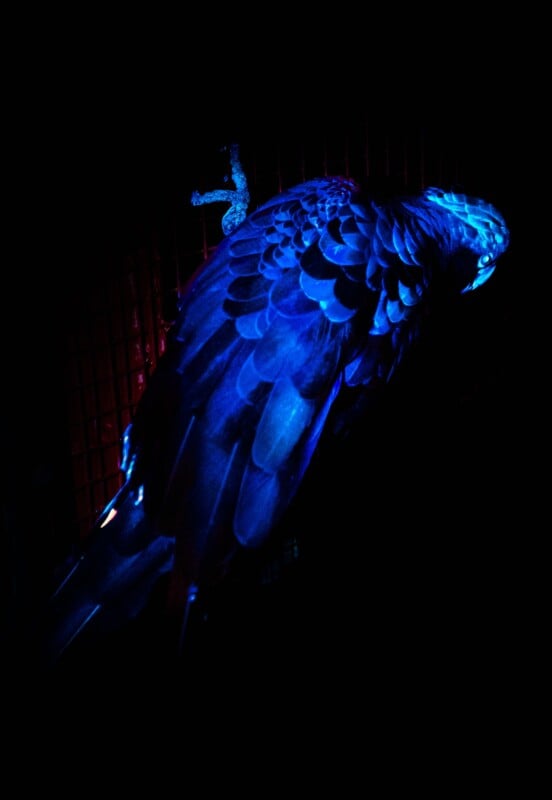 A parrot with blue feathers is illuminated by a dramatic blue and purple light in a dark setting, highlighting the texture of its plumage against a barely visible background.