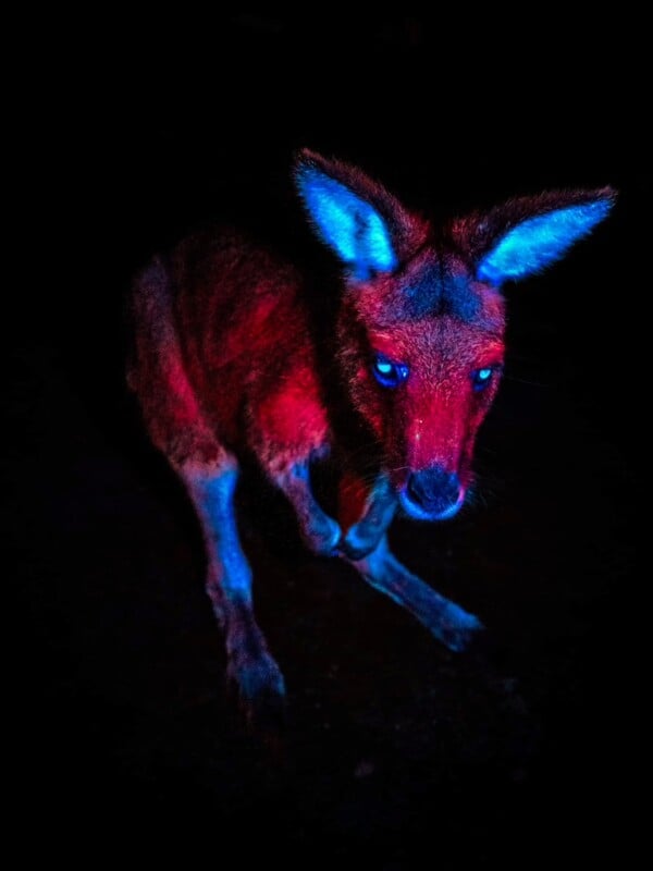 A kangaroo is illuminated by blue and red lights against a black background, highlighting its glowing blue eyes, ears, and legs.