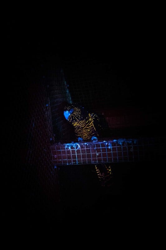 A bird with bright, neon-yellow stripes is perched on a wire shelf, illuminated under blacklight in an otherwise dark environment. The bird's face and beak are also highlighted by the light.