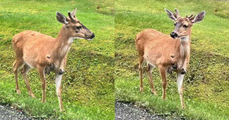 Two photos side by side show a deer standing on grass, each with a large growth or tumor hanging from its lower chest area. The background is green and outdoors, suggesting a natural environment.