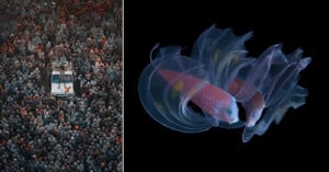 The image is split: on the left, a car is surrounded by a dense crowd of people; on the right, two translucent fish swim gracefully against a black background.