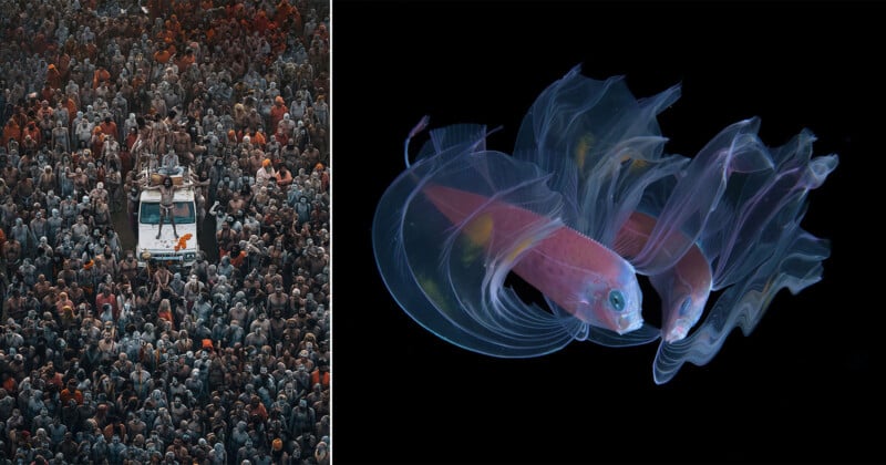 The image is split: on the left, a car is surrounded by a dense crowd of people; on the right, two translucent fish swim gracefully against a black background.