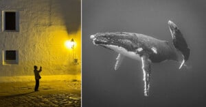 A split image: left side shows a person taking a photo near a yellow-lit wall at night; right side shows a black-and-white underwater scene of a humpback whale swimming.