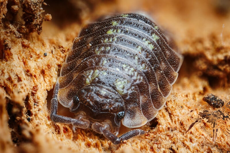Close-up of a woodlouse, showing its segmented, dark brown exoskeleton and tiny legs, crawling on a rough, orange-brown surface, likely decaying wood. The details of its body segments and texture are clearly visible.