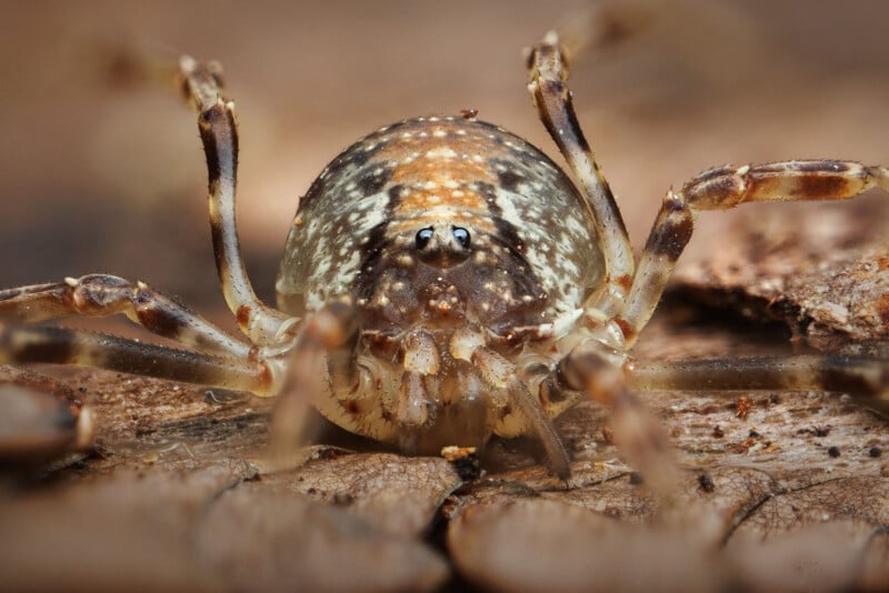 Close-up image of a spider with brown, white, and tan markings on its body, resting on a rough, brown surface. The spider's multiple legs and eyes are clearly visible.