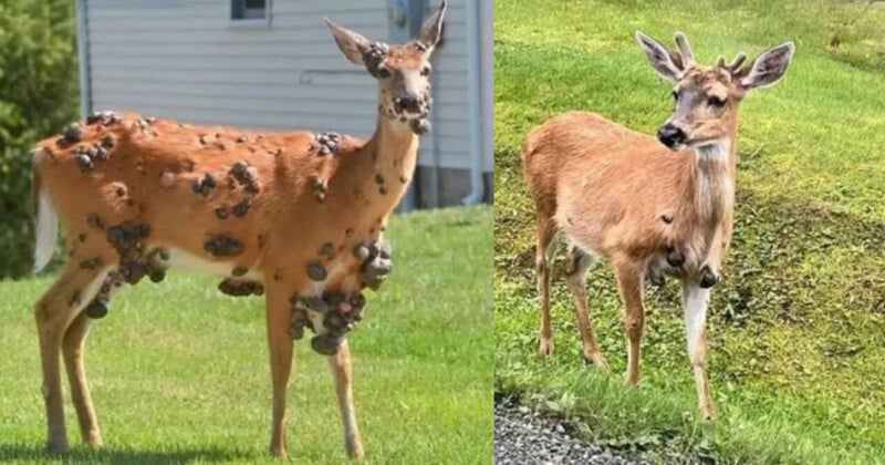 Chilling Footage Display ‘Mutant’ Deers with Flesh Bubbles Rising Out Their Faces