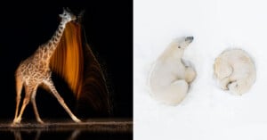 The image is split in two: on the left, a giraffe swings its head at night, creating a blurred light trail; on the right, two polar bears rest curled up on a snowy white background.