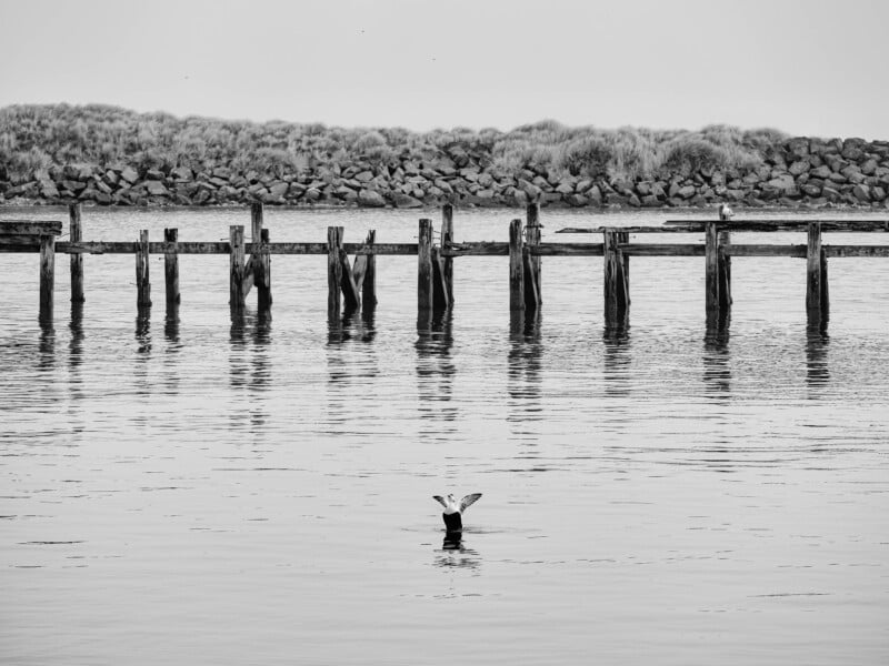 Las aletas de una foca sobresalen del agua mientras nada cerca de un viejo muelle de madera desgastado. Al fondo se ve un terraplén rocoso y un campo de hierba. La imagen está en blanco y negro.