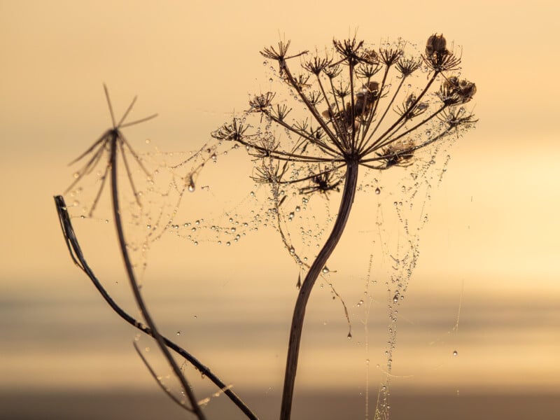 Primer plano de delicadas flores silvestres secas cubiertas de escombros y telarañas para adaptarse a un fondo suave, cálido y borrosa al amanecer o al atardecer.