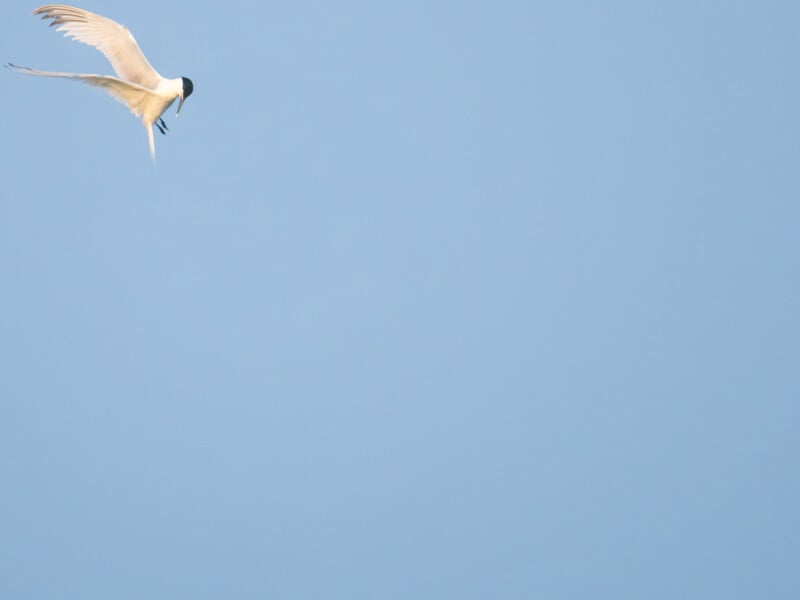 A white bird with long wings and a black cap on its head flies against a clear blue sky, positioned in the upper left corner of the image.