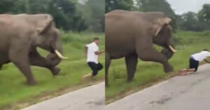 A man in a white shirt is chased by an elephant on a grassy roadside; in one frame he is running, and in the next, he has fallen on the ground while the elephant approaches closely behind.