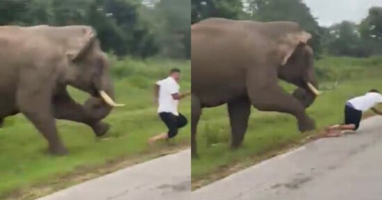 A man in a white shirt is chased by an elephant on a grassy roadside; in one frame he is running, and in the next, he has fallen on the ground while the elephant approaches closely behind.