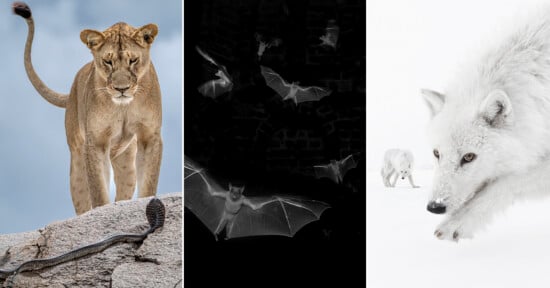 A collage of three images: a lioness faces a snake on rocks, several bats fly in darkness, and two white wolves move through a snowy landscape.